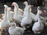 Птахівництво Гуси, ціна 50 Грн., Фото