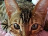Кошки, котята Бенгальская, цена 9000 Грн., Фото