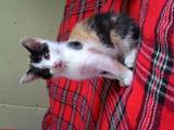 Кошки, котята Азиатская дымчатая, цена 1 Грн., Фото
