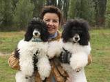 Собаки, щенки Малый пудель, цена 3000 Грн., Фото