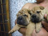 Собаки, щенки Шарпей, цена 2800 Грн., Фото