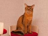 Кішки, кошенята Абіссінська, ціна 3000 Грн., Фото