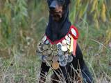 Собаки, щенята Пінчер, ціна 15000 Грн., Фото