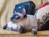 Кошки, котята Меконгский бобтейл, цена 1000 Грн., Фото