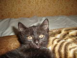 Кошки, котята Неизвестная порода, цена 10 Грн., Фото