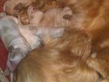 Собаки, щенята Американський коккер, ціна 1000 Грн., Фото