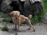 Собаки, щенята Той-пудель, ціна 1500 Грн., Фото
