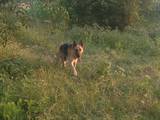 Собаки, щенята Східно-Європейська вівчарка, ціна 1000 Грн., Фото