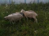 Тваринництво,  Сільгосп тварини Барани, вівці, ціна 11 Грн., Фото