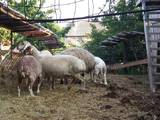 Тваринництво,  Сільгосп тварини Барани, вівці, ціна 11 Грн., Фото