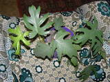 Домашні рослини Декоративні рослини, ціна 150 Грн., Фото