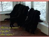 Собаки, щенята Ньюфаундленд, ціна 15000 Грн., Фото
