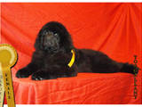Собаки, щенята Ньюфаундленд, ціна 15000 Грн., Фото