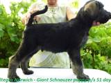 Собаки, щенята Різеншнауцер, ціна 10000 Грн., Фото