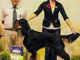 Собаки, щенята Сетер-гордон, ціна 10000 Грн., Фото