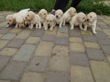 Собаки, щенки Золотистый ретривер, цена 2000 Грн., Фото