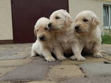 Собаки, щенята Золотистий ретрівер, ціна 2000 Грн., Фото