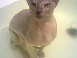 Кошки, котята Донской сфинкс, цена 250 Грн., Фото