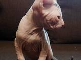 Кішки, кошенята Донський сфінкс, ціна 2000 Грн., Фото