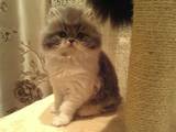 Кішки, кошенята Персидська, ціна 3000 Грн., Фото