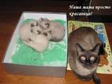 Кошки, котята Тайская, цена 1 Грн., Фото