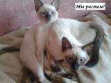 Кішки, кошенята Тайська, ціна 1 Грн., Фото