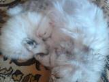 Кошки, котята Персидская, цена 1200 Грн., Фото