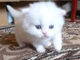 Кошки, котята Персидская, цена 1200 Грн., Фото