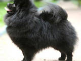 Собаки, щенята Карликовий шпіц, ціна 3000 Грн., Фото