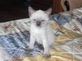 Кошки, котята Тайская, цена 700 Грн., Фото