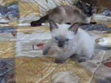 Кішки, кошенята Тайська, ціна 700 Грн., Фото