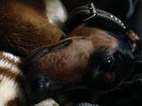 Собаки, щенки Карликовый пинчер, цена 500 Грн., Фото