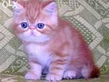 Кішки, кошенята Екзотична короткошерста, ціна 3900 Грн., Фото