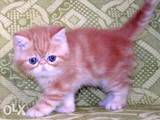Кішки, кошенята Екзотична короткошерста, ціна 3900 Грн., Фото