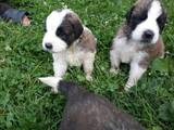 Собаки, щенята Сенбернар, ціна 2500 Грн., Фото