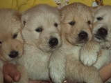 Собаки, щенки Золотистый ретривер, цена 100 Грн., Фото