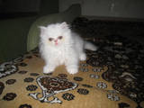 Кішки, кошенята Персидська, ціна 300 Грн., Фото