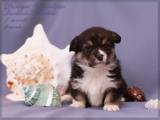 Собаки, щенята Вельш коргі пемброк, ціна 20 Грн., Фото