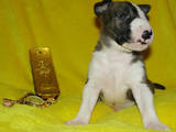 Собаки, щенки Бультерьер, цена 8000 Грн., Фото