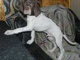 Собаки, щенята Англійський пойнтер, ціна 3000 Грн., Фото