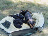 Собаки, щенята Гладкошерста такса, ціна 300 Грн., Фото