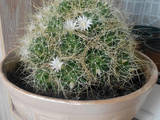 Домашние растения Кактусы, цена 20 Грн., Фото