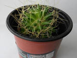 Домашние растения Кактусы, цена 20 Грн., Фото