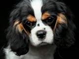 Собаки, щенки Кавалер-Кинг-Чарльз спаниель, цена 3000 Грн., Фото