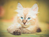 Кошки, котята Сиамская, цена 350 Грн., Фото