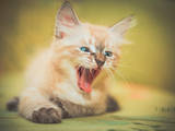 Кошки, котята Сиамская, цена 350 Грн., Фото