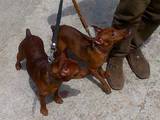 Собаки, щенята Пінчер, ціна 5000 Грн., Фото