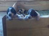 Собаки, щенки Английский пойнтер, цена 3500 Грн., Фото