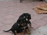 Собаки, щенята Гладкошерста такса, ціна 75 Грн., Фото