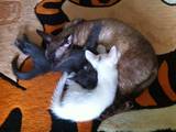 Кішки, кошенята Корніш-рекс, ціна 1000 Грн., Фото